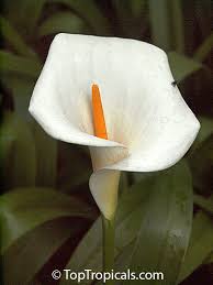 Image result for Zantedeschia aethiopica