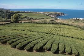 Die azoren sind ein immergrünes, ganzjährig mildes paradies, das auch im sommer keine extremtemperaturen kennt. Azoren Sehenswurdigkeiten Insidertipps Fur Die Paradiesinsel Sao Miguel