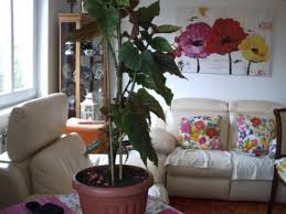 Corallina De Lucerna Begonia Schiefblatt Begonie 87cm Hoch President Carnot Coralli In Berlin Flower Pots Begonia