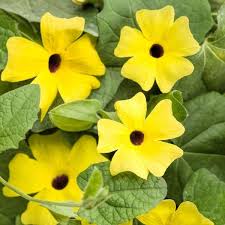 Image result for Thunbergia annua