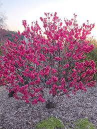 Image result for Prunus persica
