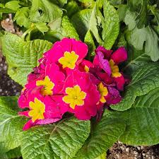 Image result for Primulaceae