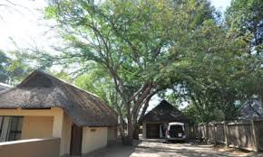 Image result for Cola natalensis