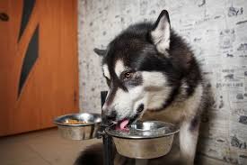If Your Dog Coughs After Drinking Let 39 S Examine Three Potential Health Issues That Could Be At Fault Dog Coughing Sick Dog Dogs