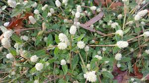 Image result for Gomphrena celosioides