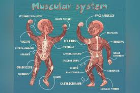 Human arm muscle simple printable arm diagrams diagram site. 13 Muscle Facts For Kids Types Diagram And Parts