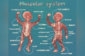 Learn vocabulary, terms and more with flashcards, games and other study tools. 13 Muscle Facts For Kids Types Diagram And Parts