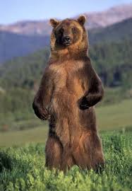 Grizzly Bears Google Search Grizzly Bear Facts Grizzly Bear Bear Photos