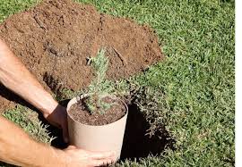 Burying ashes in your garden or on private land burying ashes at home in your garden can be a very personal, flexible and affordable alternative to a traditional funeral. Scattering Ashes Guide 2019 Ideas Permits The Ceremony More