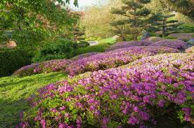 Sulfur plays an important role in the body and is necessary for the synthesis of certain key proteins. Adding Sulfur To Your Soil Will Help Flowers Thrive