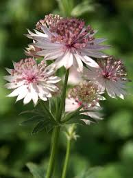 Image result for Astrantia major `Roma`
