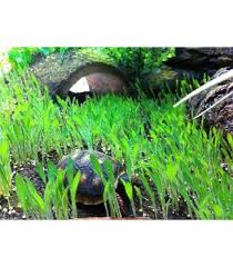 Lugarti Terrarium Grass Grass Terrarium Grass Seed