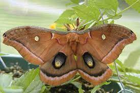 Jun 07, 2021 · painted turtles laying eggs. Polyphemus Moth Space For Life