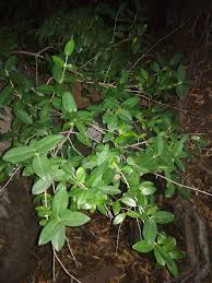 Image result for Chionanthus foveolatus