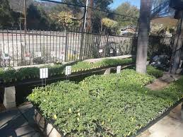 Sepulveda blvd el segundo, ca 90245 phone: La Crescenta Nursery 1001 3654 La Crescenta Ave Glendale Ca 91208 Usa