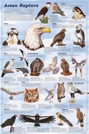 Avian Raptors Poster 24x36 Birds Of Prey And Scavengers
