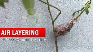 One of the top air purifying plants identified by nasa, sansevieria removes at least 107 known air pollutants, including carbon. What Is Air Layering Do It At Home Air Layering Rose Plant Air Layering Methods In English Youtube