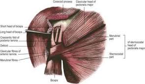 We did not find results for: Pectoral Girdle Last S Anatomy Regional And Applied