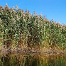 Image result for Phragmites mauritianus