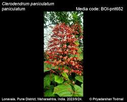 Image result for Clerodendrum pusillum
