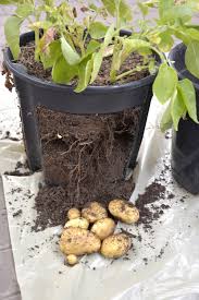 Careful monitoring is required to keep your potato container uniformly moist. Potatoes Growing And Harvesting Potatoes With Lifestyle Home Garden