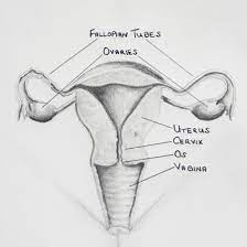 Learn vocabulary, terms and more with flashcards, games and other study tools. Simple Male Reproductive System Diagram Female Reproductive System Reproductive System Human Anatomy Picture