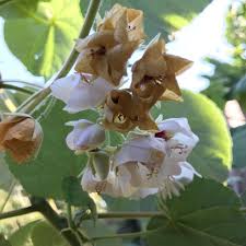 Image result for Dombeya kirkii