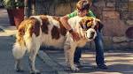 10 Largest Dog Breeds | PetHelpful