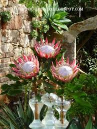 Flores De Proteias No Inverno