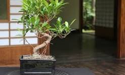 Care guide for the Ficus Bonsai tree (Retusa and Ginseng ...