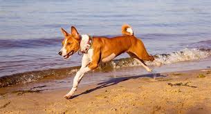 Hrana pentru caini si pisici. Basenji Intra Aici Daca Vrei Sa Stii Tot Despre Rasa Rasedecaini Ro