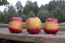 It is a wilting disease caused by the fungus fusarium oxysporum f. North Carolina Production Guide For Smaller Orchard Plantings Nc State Extension Publications