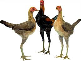 Pin On Chickens