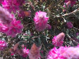 Η συλλογη μου αποστολή από: Ploymi To Fytiko Poypoylo Twn Krhtikwn Istories Reportaz Sxoliasmos Krhths Blog E Storieskritis Gr