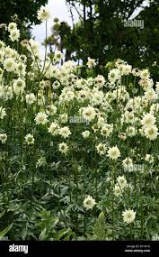 Image result for Cephalaria