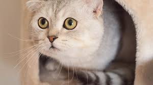 British Shorthair Or Scottish Fold My British Shorthair