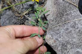 Image result for Crotalaria macrocarpa