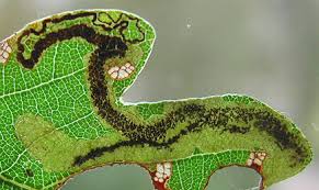 Image result for Stigmella samiatella