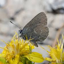 Image result for Satyrium compactum