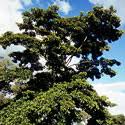 Image result for Terminalia sambesiaca