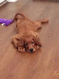 1,309 likes · 257 talking about this · 6 were here. Becoming A Heath Irish Setter Dogs Irish Setter Puppy Cute Cats And Dogs