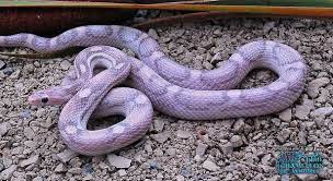 Sunkissed Lavender Corn Snake Google Search Corn Snake Pet Snake Snake