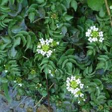 Image result for Sartidia angolensis