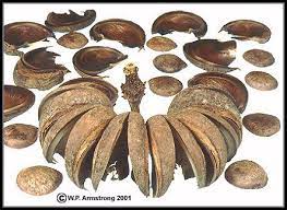 Growing fruit trees are somewhat different to other plants, in that there is an intermediate growing stage where the seed must be grown into a sapling before being planted into a cleared fruit tree patch. Botanical Jewelry Addendum