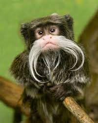23 Animals With Wildly Unique Features Best Life Pet Monkey Weird Animals Rainforest Animals