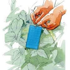 Comment Lutter Naturellement Contre Les Thrips Au Potager Insecticide Naturel Astuce Jardinage Nematodes