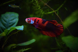 If you're interested in the marble and koi patterns, these are the fish for you. My Plakat Koi Betta Hi Reddit Im New Here I Dont Know How To Sex A Betta Fish So Any Tips Are Welcome Aquariums