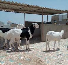 Mouton M Le Bonjour Jeune Mouton M Le De 15 Mois Vendre Kebetu Dakar Senegal Mouton Annonce Moutons