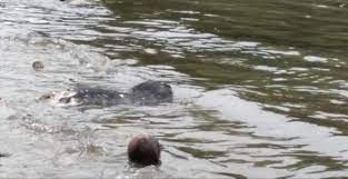 Masyarakat enggan membeli ikan karena adanya isu bahwa bangkai babi yang dibuang orang tidak beranggung jawab ke sungai terbawa sampai ke lautan dan. Bangkai Babi Dibuang Ke Laut Muhidin Pemda Flotim Harus Tegas Audiens Id