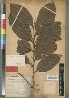 Image result for Euphorbia chevalieri